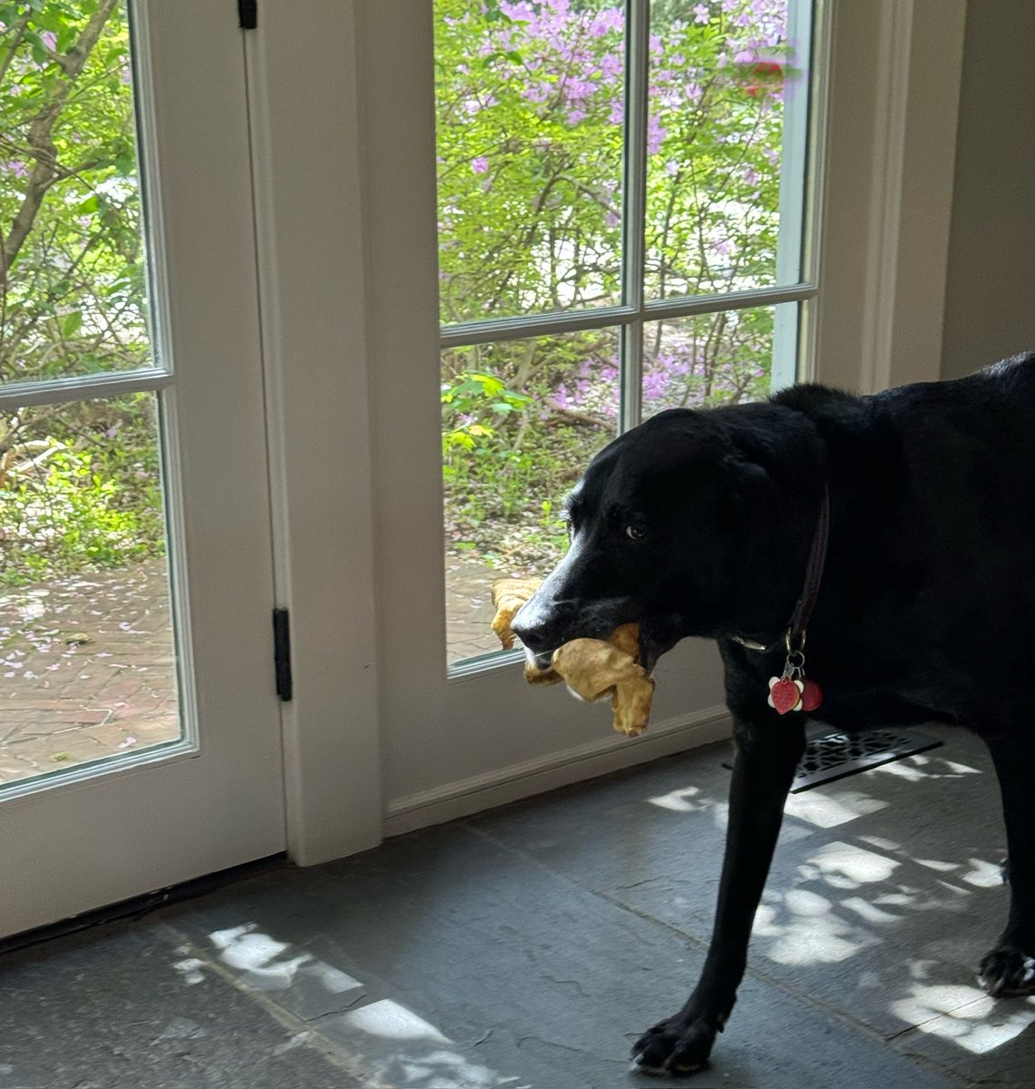 Frens! Something AMAZING happened. I was playing in the yard + I FOUND A TREASURE-a BIG bone! Dad didn’t see where it came from + I’ll never tell. We’re pretty sure it wasn’t mine which means it belonged to my pawdecessor Lexie + has likely been hidden for 10 yrs! How lucky am I!