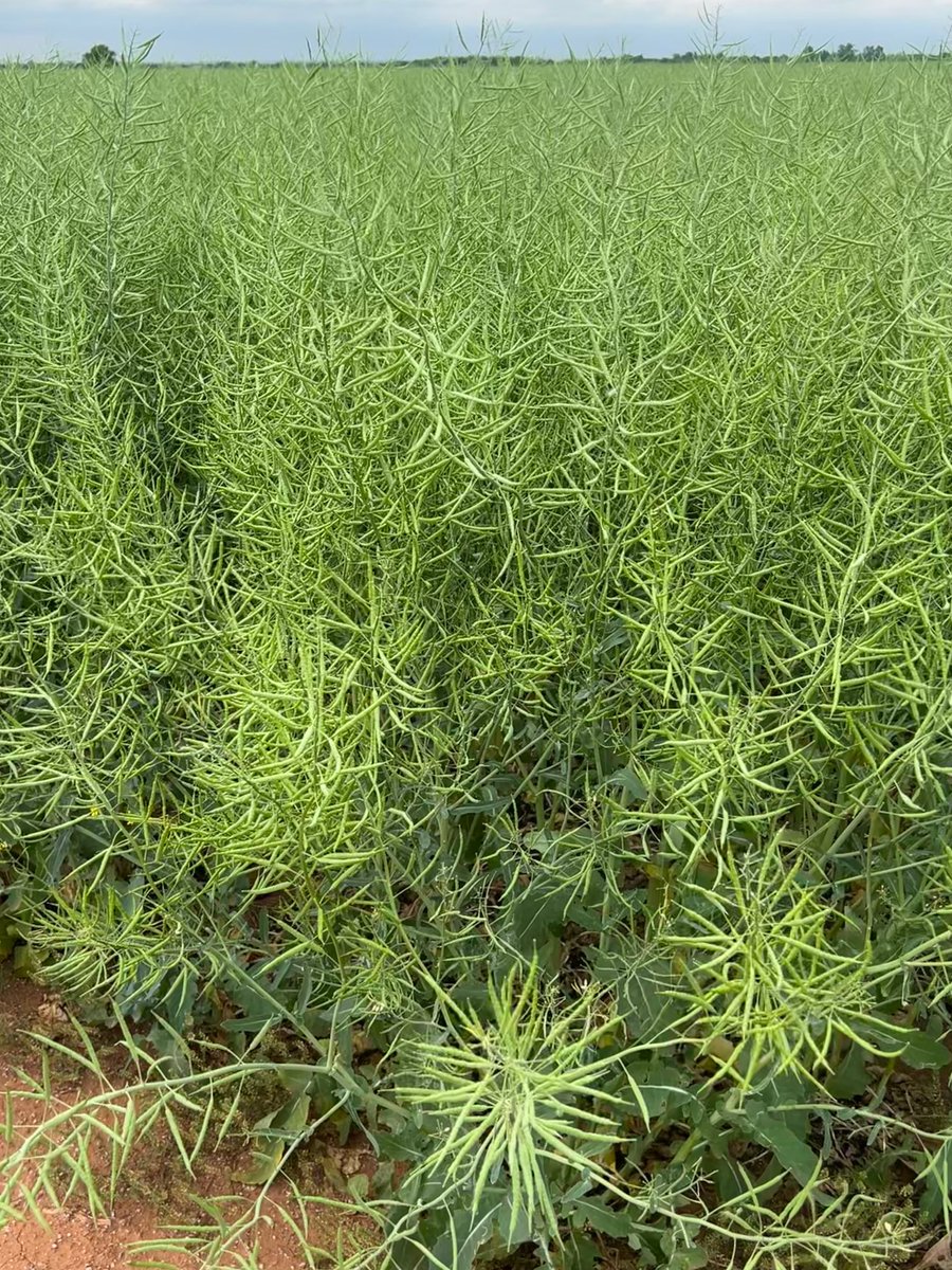 Phoenix CL Winter Canola liking the conditions in North Central Oklahoma so far this season.  #wintercanola #Scoular #Oilseeds