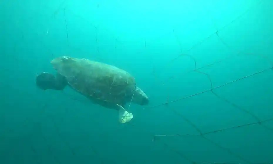 More than 90% of marine animals caught in NSW shark nets over summer were non-target species. Shameful! amp.theguardian.com/https://amp.th…