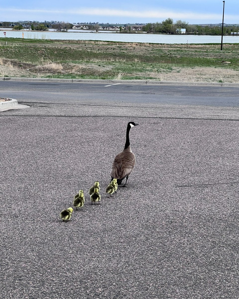 NORCO is proud to announce the birth of 7 new babies! These little goslings are certainly the cutest new additions!🐥