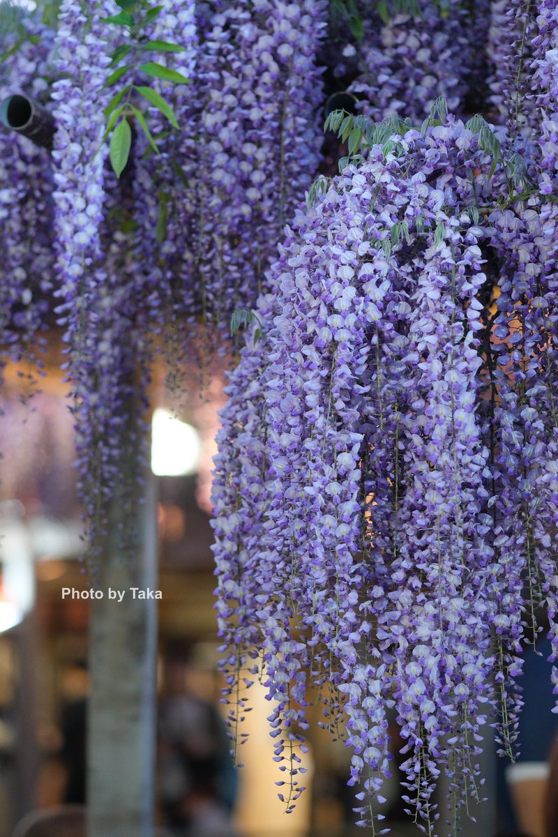 NIIGATA WISTERIA 2024
FUJIFILM X Mount

#niigata  #fujifilm_xseries #藤棚