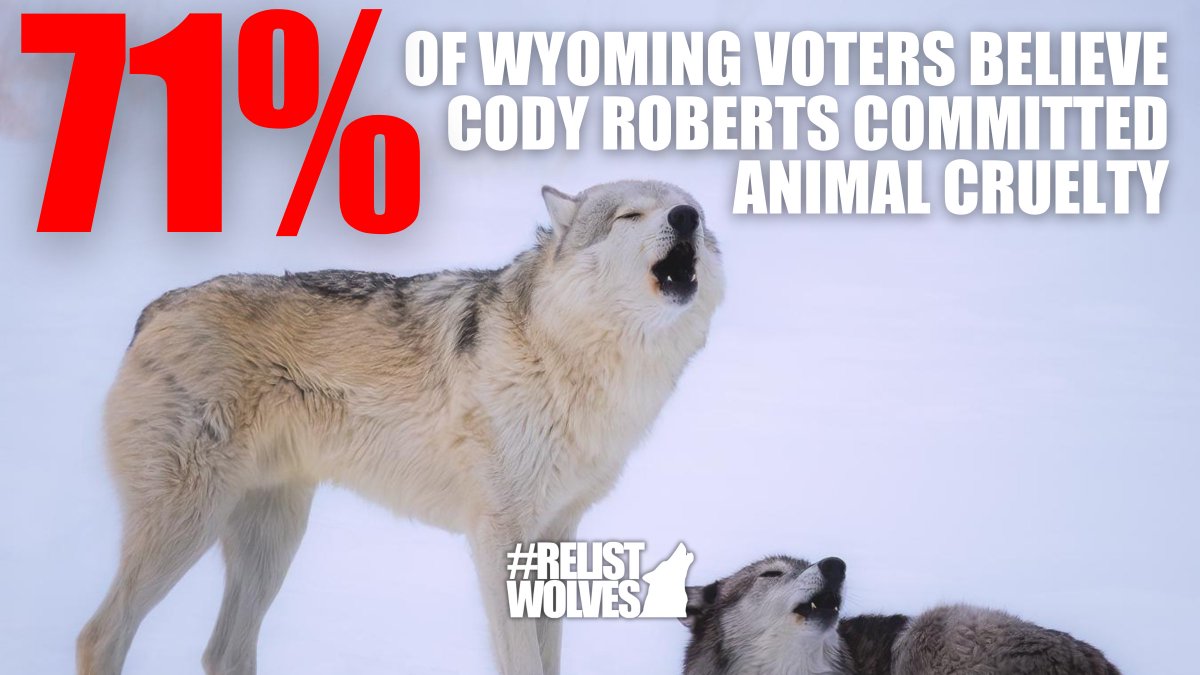 A recent poll revealed widespread disapproval among Wyoming voters of the state's legal methods for killing wildlife.

The poll indicated that 71% of voters view the actions of Cody Roberts as animal cruelty & 75% oppose using snowmobiles for killing predators