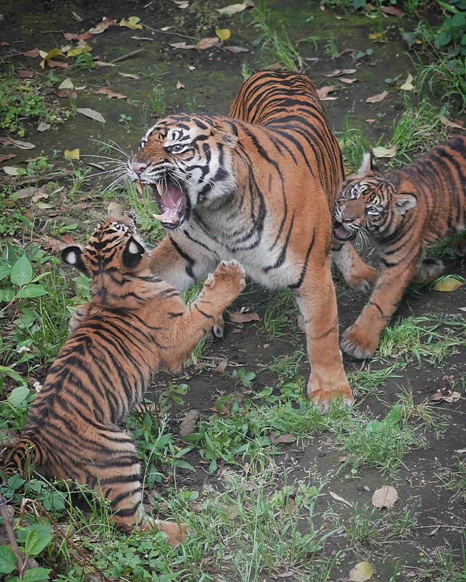 怒る時はしっかりと怒り、優しく接する時はしっかりと愛情を注ぐミンピお母さんでした😄
#スマトラトラ #上野動物園  #sumatrantiger #tiger