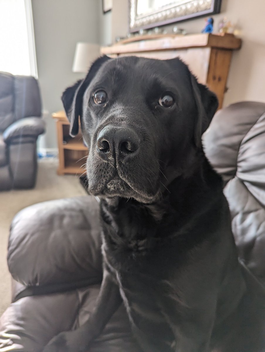 In the bad books again pals... Found a tasty snack on my walkies... Turned out to be grapes which apparently aren't good for us. After a lovely visit to see my vet pals, some sickies and Dad's bank balance being made lighter Dad says if I want chicken I can just ask 🤭 🐾🐾