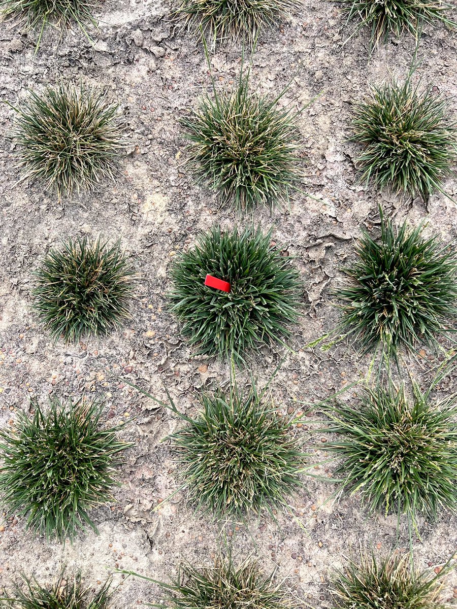A dry April, along with sandy soils and warm weather, has provided a gradual dry-down in our tall fescue spaced-plant nurseries at our Tifton location. We will continue monitoring these nurseries to select for improved drought and heat tolerance. #turfbreedingforthefuture