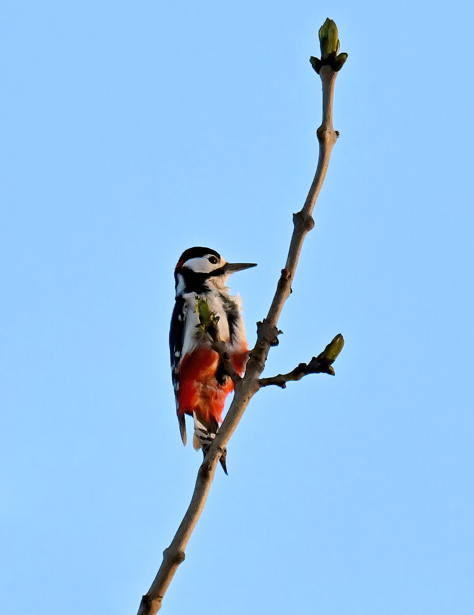 Great Spotted Woodpecker in the toppermost branch of a tall tree in my Somerset village last week. 😀😍🐦