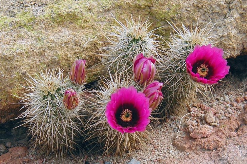 Photo of the Week: Hailing from the southwestern United States and northern Mexico, the Engelman’s Hedgehog Cactus adds a prickly charm to the landscape!