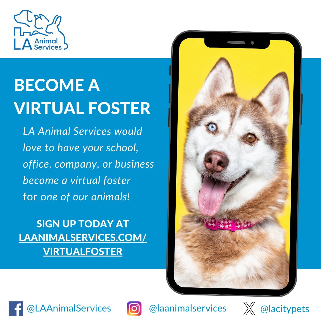 LA Animal Services would love to have your school, office, company, or business become a virtual foster for one of our animals! Sign up today at laanimalservices.com/virtualfoster We look forward to hearing from you! #lacitypets #HumaneLA #foster #fosterfriday #dog #losangeles