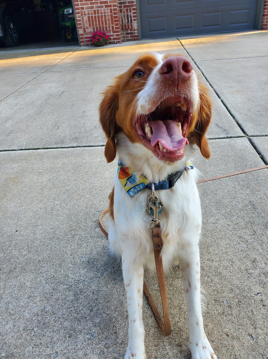 Why is Sully all smiles? Because it's 5 o'clock somewhere! Bring on Yappy Hour! Who's celebrating Friday with us, #ABRfamily? #FriYay #YappyHour #ABRalumni #ABR #JustForFun #AmericanBrittanyRescue