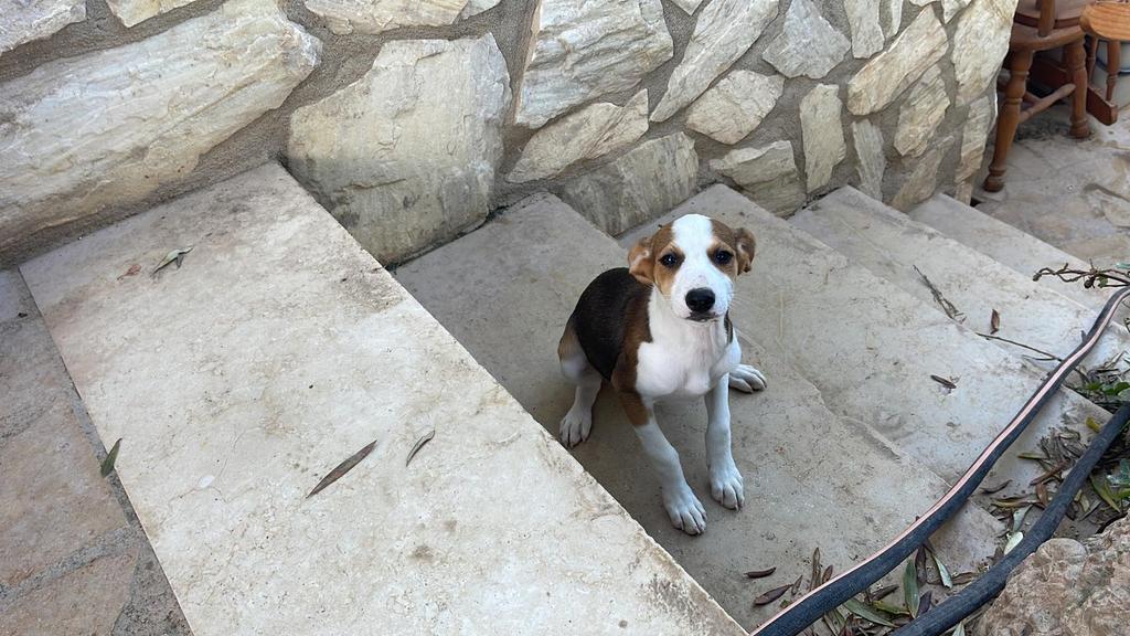 Sally solo tiene dos mesecitos y no pesará de mayor más de 10 kilos Busca una familia y no la encuentra 😢 Es preciosa, pero miradla no es preciosa? ❤️ Barcelona 609324350