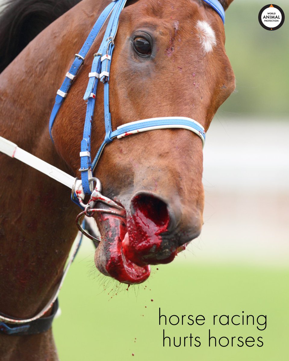HORSE RACING HURTS HORSES. 💔🐎 Tomorrow is the #KentuckyDerby. Please don't watch, bet on, or support animal entertainment in any way. #HorseRacingKills