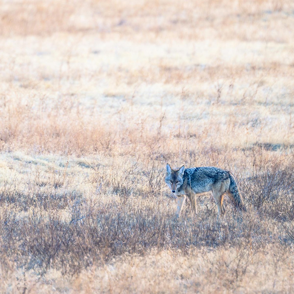 @AMAZlNGNATURE One of the most surreal experiences is being out backpacking in the wilderness, and hearing the coyotes howl after the sun goes down.

Anyone who's gone camping can attest