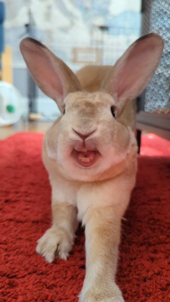 Charliecss's tweet image. 