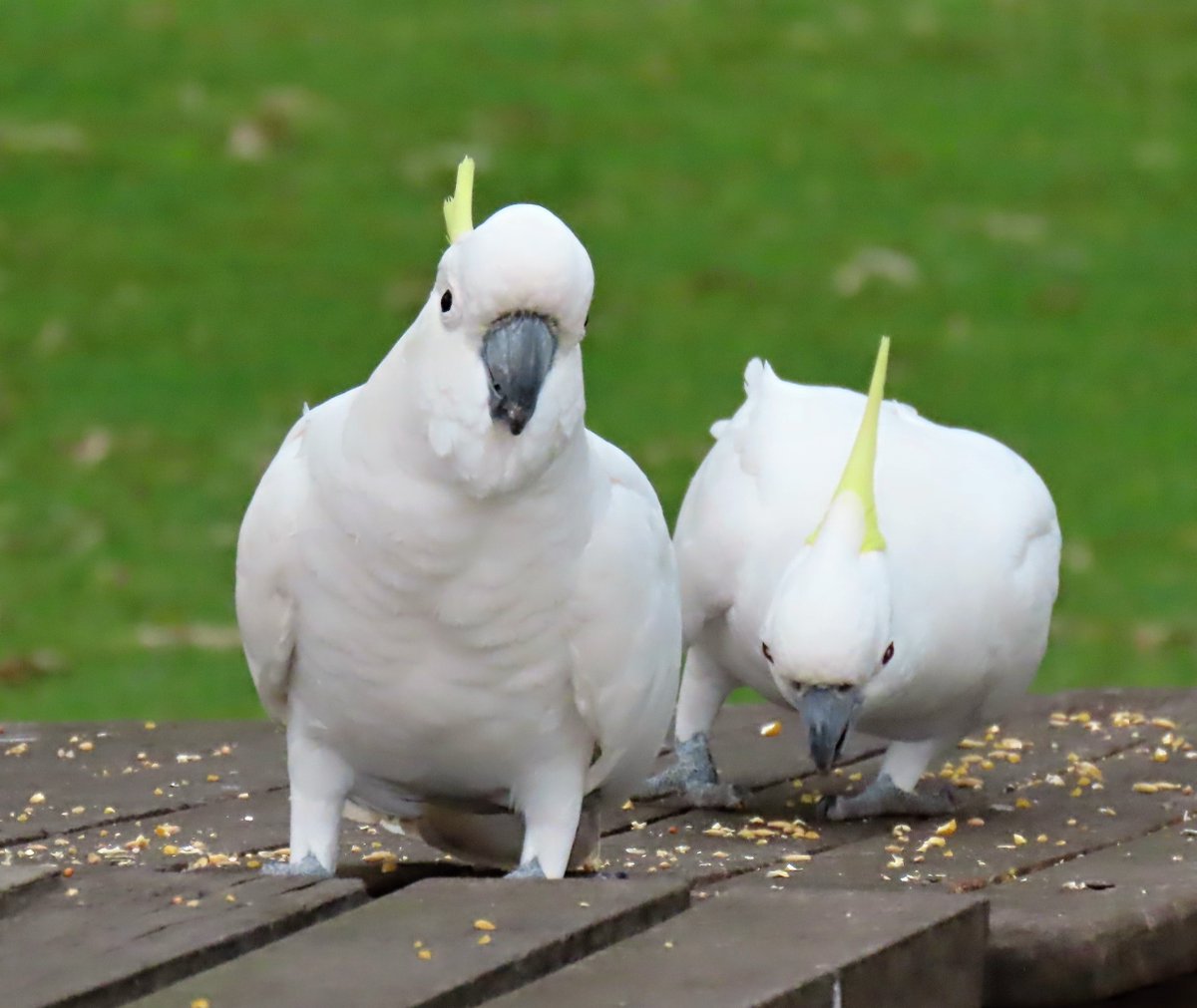 Sulphur-crested Cockatoos at lunch...
Cania Gorge, Qld
@fred_od_photo #birds #birdwatching #WildOz #Ozbirds #birdphotography #parrots #cockatoo