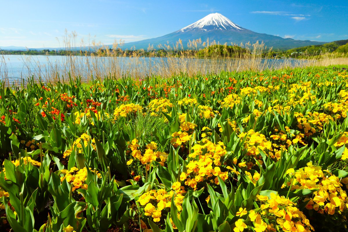 湖畔の花畑
＃富士山