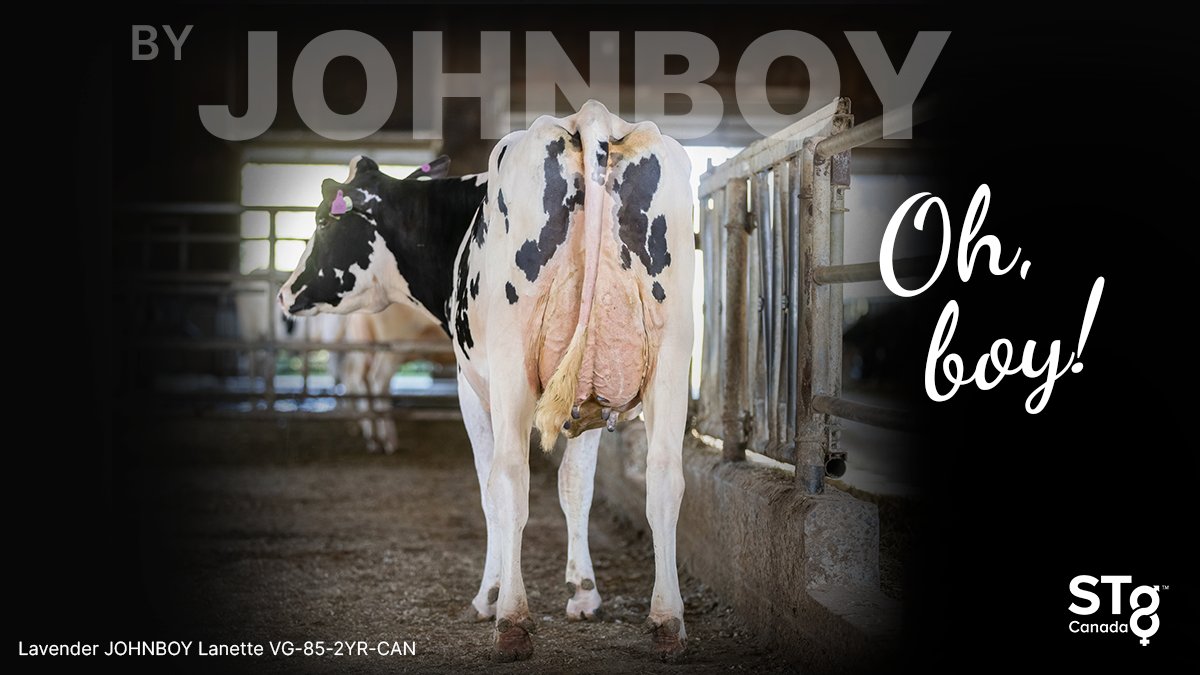 JOHNBOY from #STgeneticsCanada is bringing a profitable amount of production along with the right kind of Type! #JOHNBOY is +3708 GLPI +94 kg Fat +.55% +77 kg Prot +.40% A2A2 +11 Conf. Available in #Ultraplus™. More: bit.ly/3oyg7HQ
