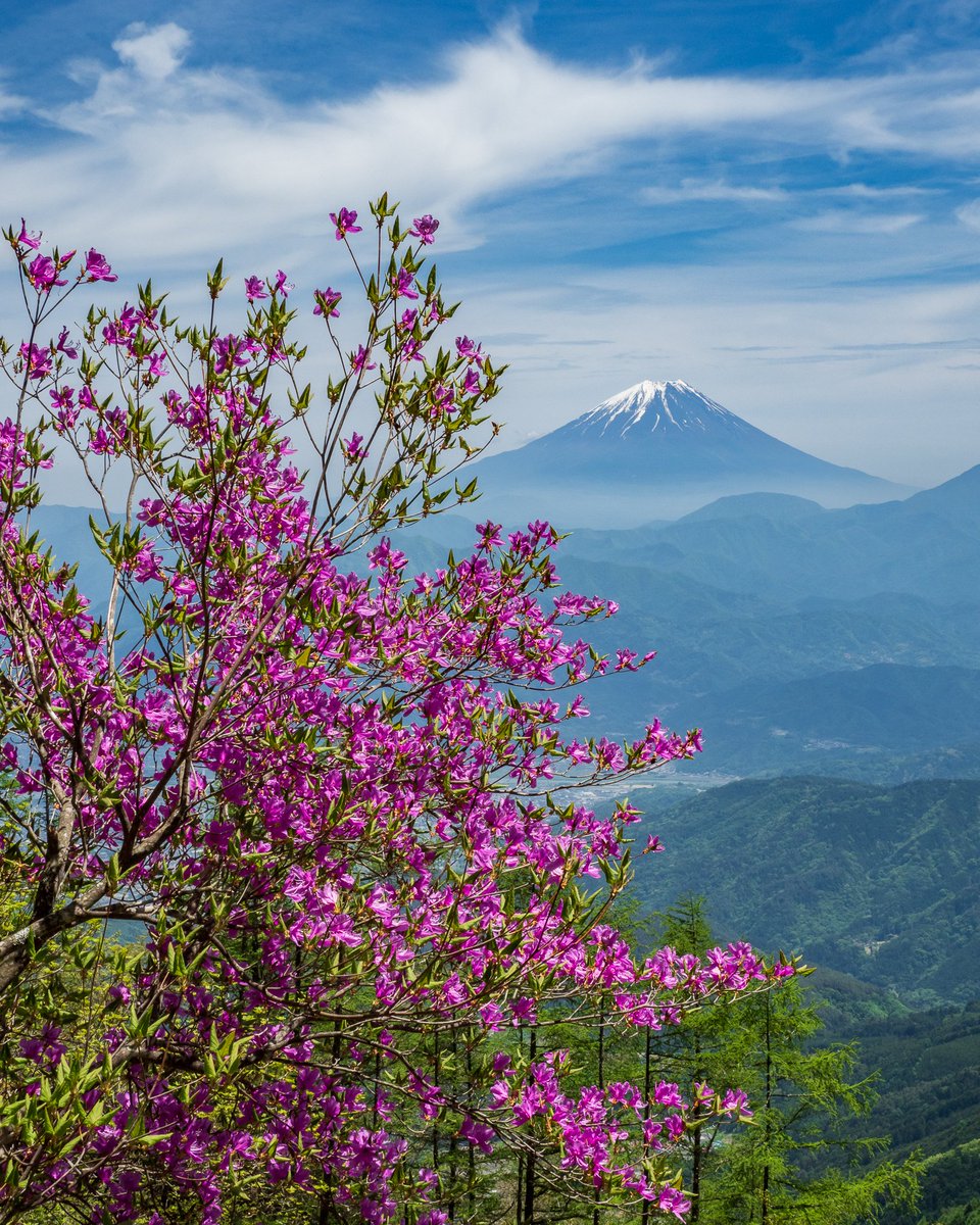 ミツバツツジと富士山

富士川町にて以前撮影

#富士山 #ツツジ #OMD
