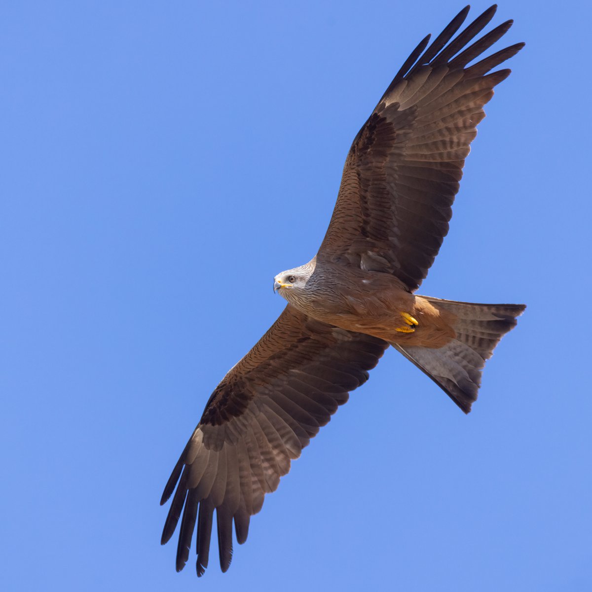 Black Kite Alentejo, Portugal