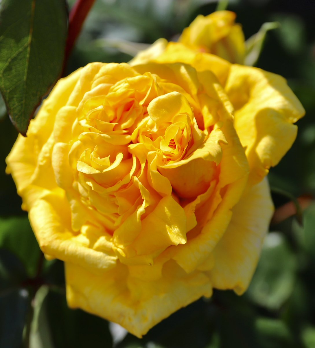 バラ🌹あゆみ🌹日本 黄色の花色が葉の緑に映え美しい！ 京成バラ園芸50周年記念のバラ。 名は50年間人々にバラと夢と幸せを届ける為、歩んできた歴史とこれから歩んでゆく未来に願いを込め #バラ #島和太郎 #オフィスアーツ #花 #flowers #庭園 #スイーツ #CM #タレント #モデル #朝 #空…