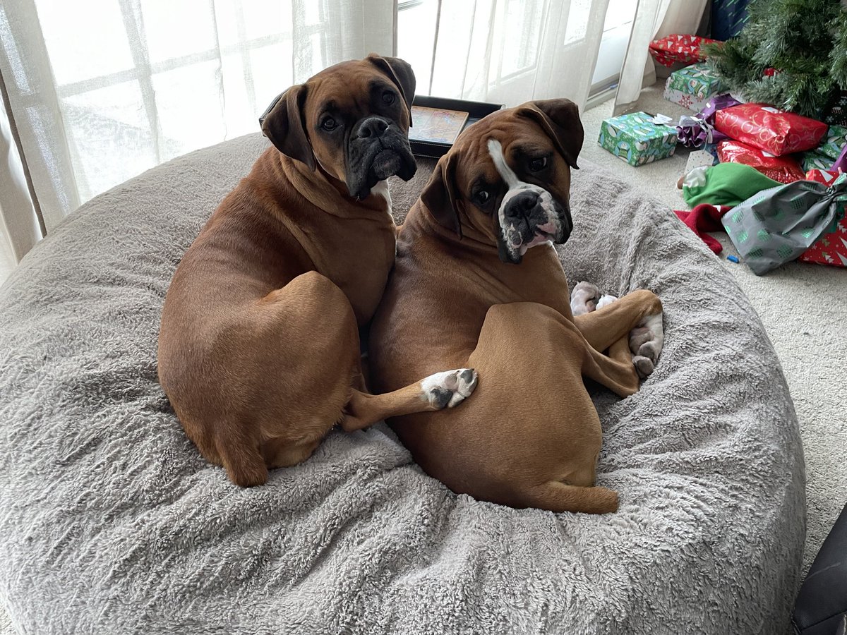 Mick & Maddie love each other. This sweet pair are well behaved, crate trained and housebroken. Located in the #Allentown area of PA. They live with two kids 7&up. They are well loved . #adoptables #rescuedogs #adoptdontshop #boxerdogs #boxerlife #boxerrescue #boxerdoglover #dogs