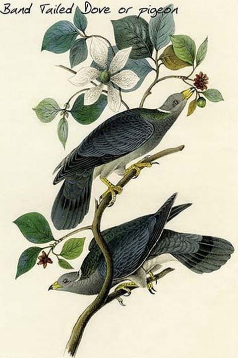Band Tailed Dove Or Pigeon By John James Audubon - Posters and prints on paper or canvas by standard digital or deluxe giclee printing. LEARN MORE---> vintageimageshop.com/band-tailed-do…
#BandTailedDove #PigeonArt #JohnJamesAudubon #VintageArt #ArtPrints #AudubonPrints #NatureArt #BirdArt