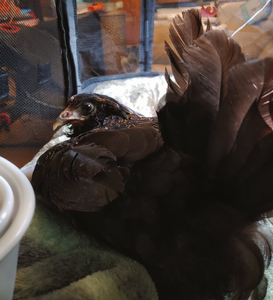 @DomesticDinos Happy hatchday! Brownie has RBF, she's actually smiling here