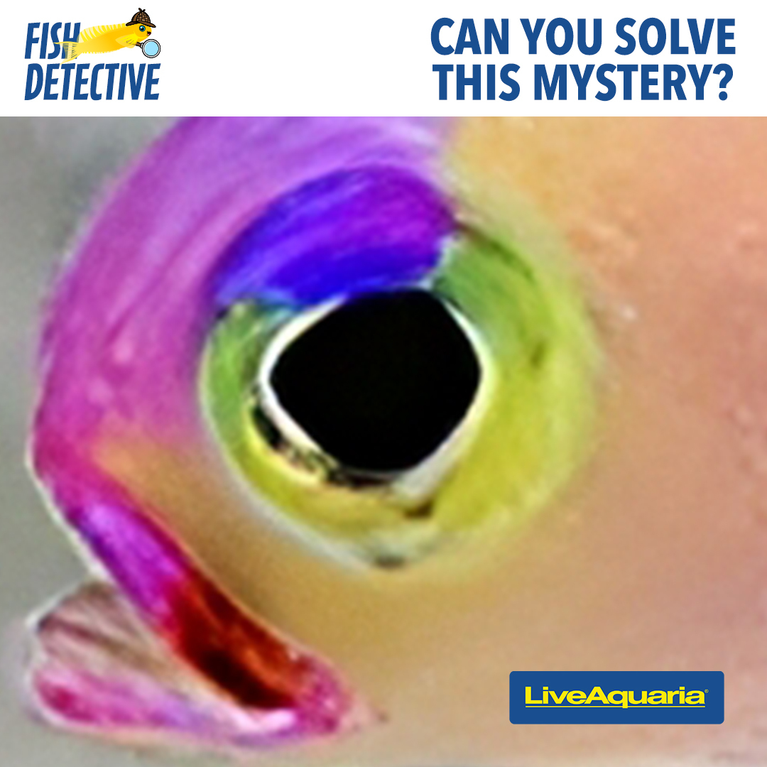 Think you're a fish fanatic? Put your detective skills to the test! Can you identify the mystery fish species just by looking at this zoomed in image?
Click the link to reveal the answer → bit.ly/44qMefR

#FishDetective #Aquarium #AquariumLife #LiveAquaria