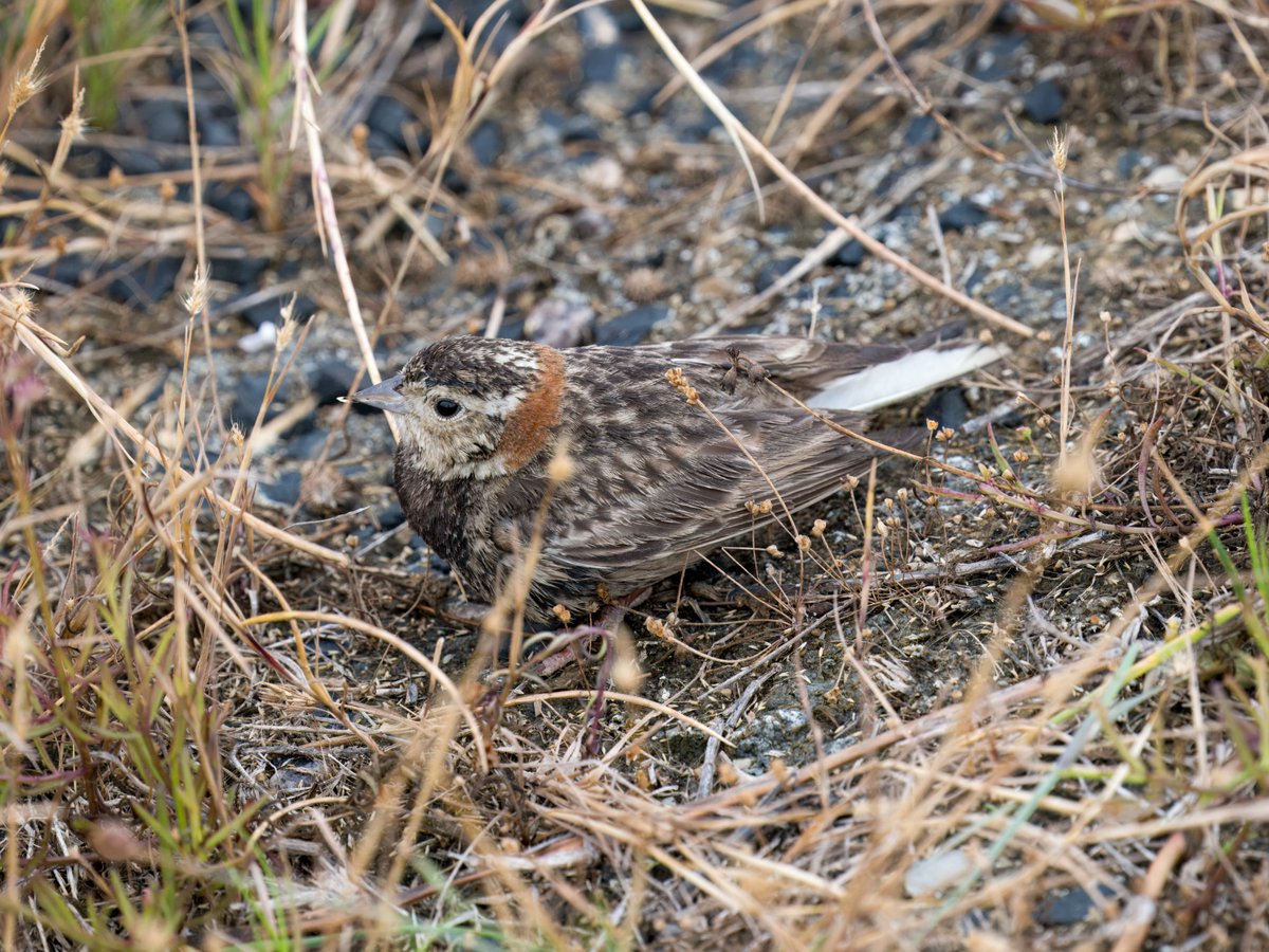 Chestnut-collared Longspur along the Texas coast. When I started birding many years ago, we all thought these were a type of sparrow, but looks like they're not really closely related to sparrows. These sparrow-like birds walk on the ground like mouse, weaving in and out of the…