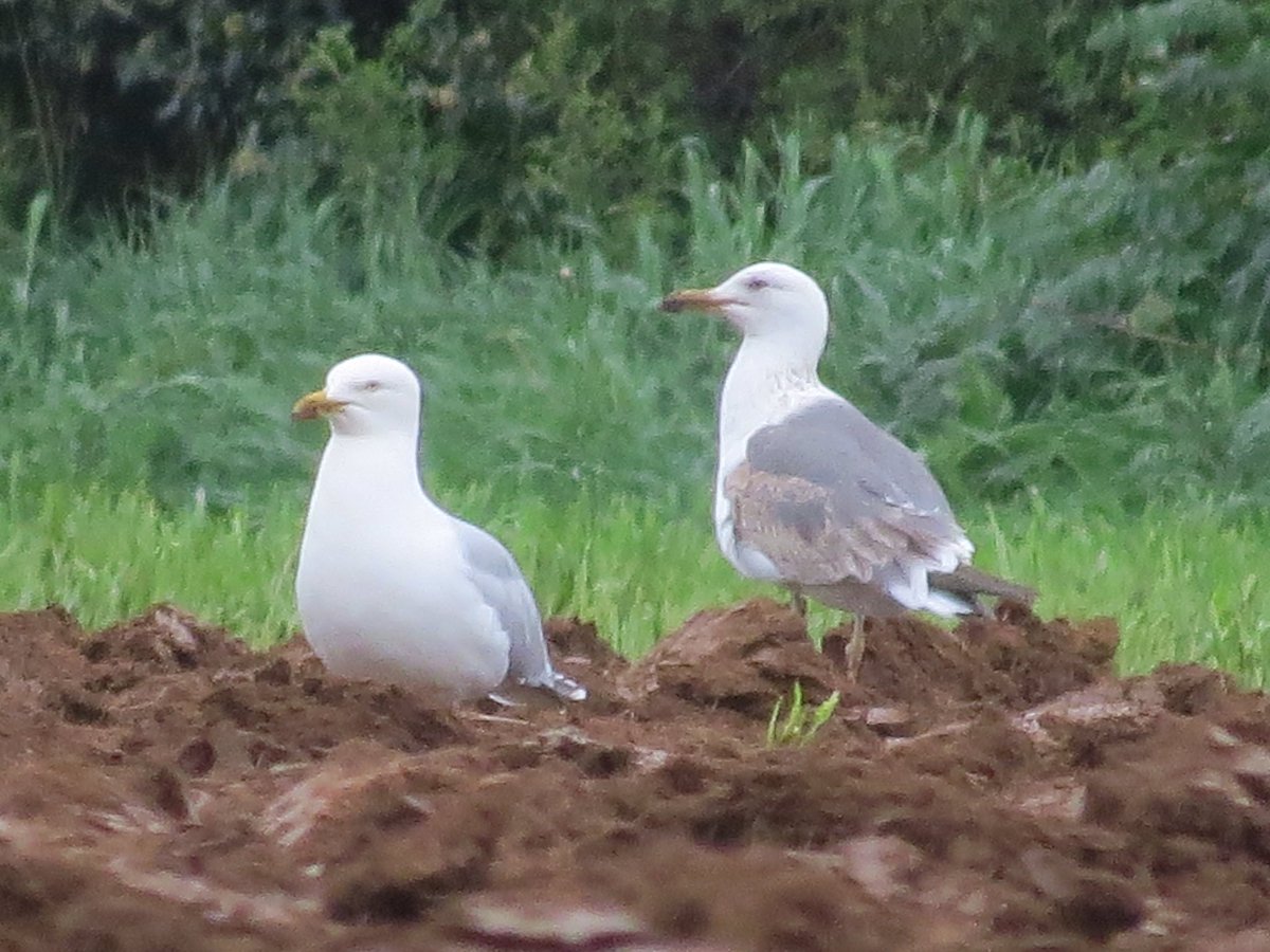 framptonnature's tweet photo. Possible Yellow-legged Gull near Cog Mill today?  1 Dipper, 1 Kingfisher, 1 Grey Wagtail, 1 Great Spotted Woodpecker, 1 Little Egret, 2 Mistle Thrush around Black Rocks. https://t.co/vIr3iOkKi0