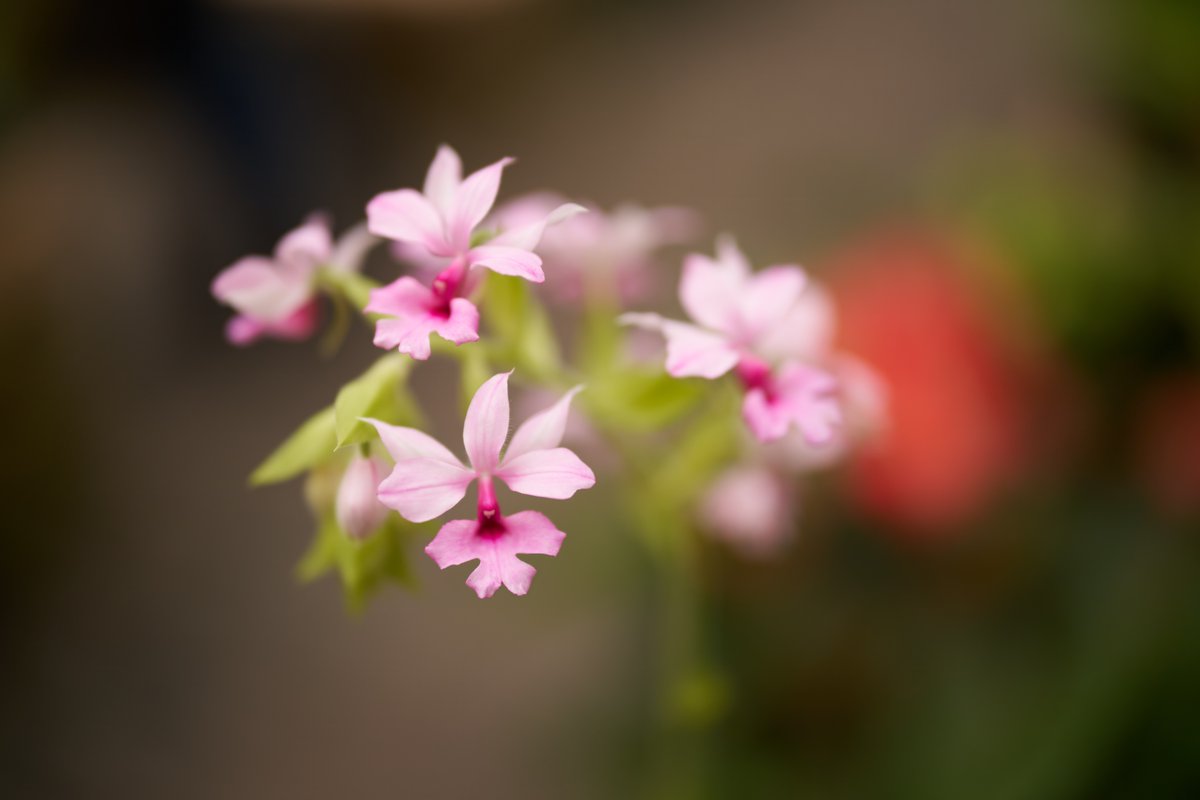 Sending flowers to all the mothers out there! The SIGMA 50mm F1.2 DG DN | A isn't just for portrait photography! When testing it out, SIGMA Ambassador @fairyography used it for multiple applications, including floral photography To learn more, visit: sigmaphoto.com/50mm-f1-2-dg-d…