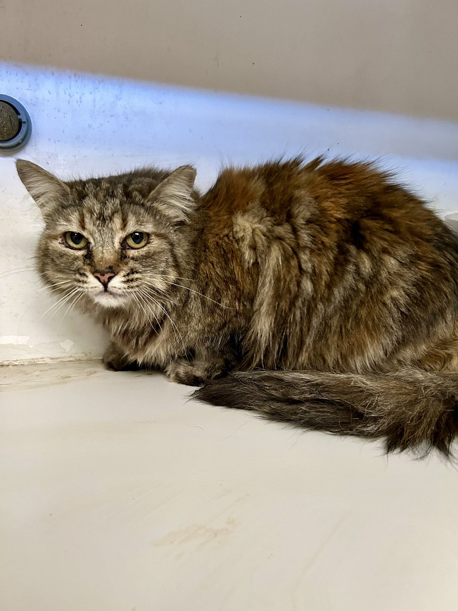 Meet Fluffy Girl! She’s been an outdoor cat for way too long, and she’s too fluffy to enjoy the Arizona summers outdoors. Who wants this gorgeous 5 year old?