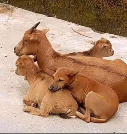 bim_specialist's tweet image. Innocent, peaceful and beautiful life we used to live before Tinashe Mugabe .... 

😂😂😂😂
#DNAShow