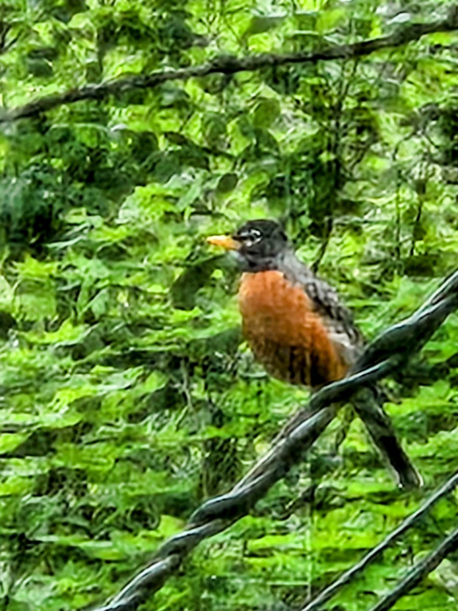 Rarely get Robin's at the feeders but this one is thinking about it