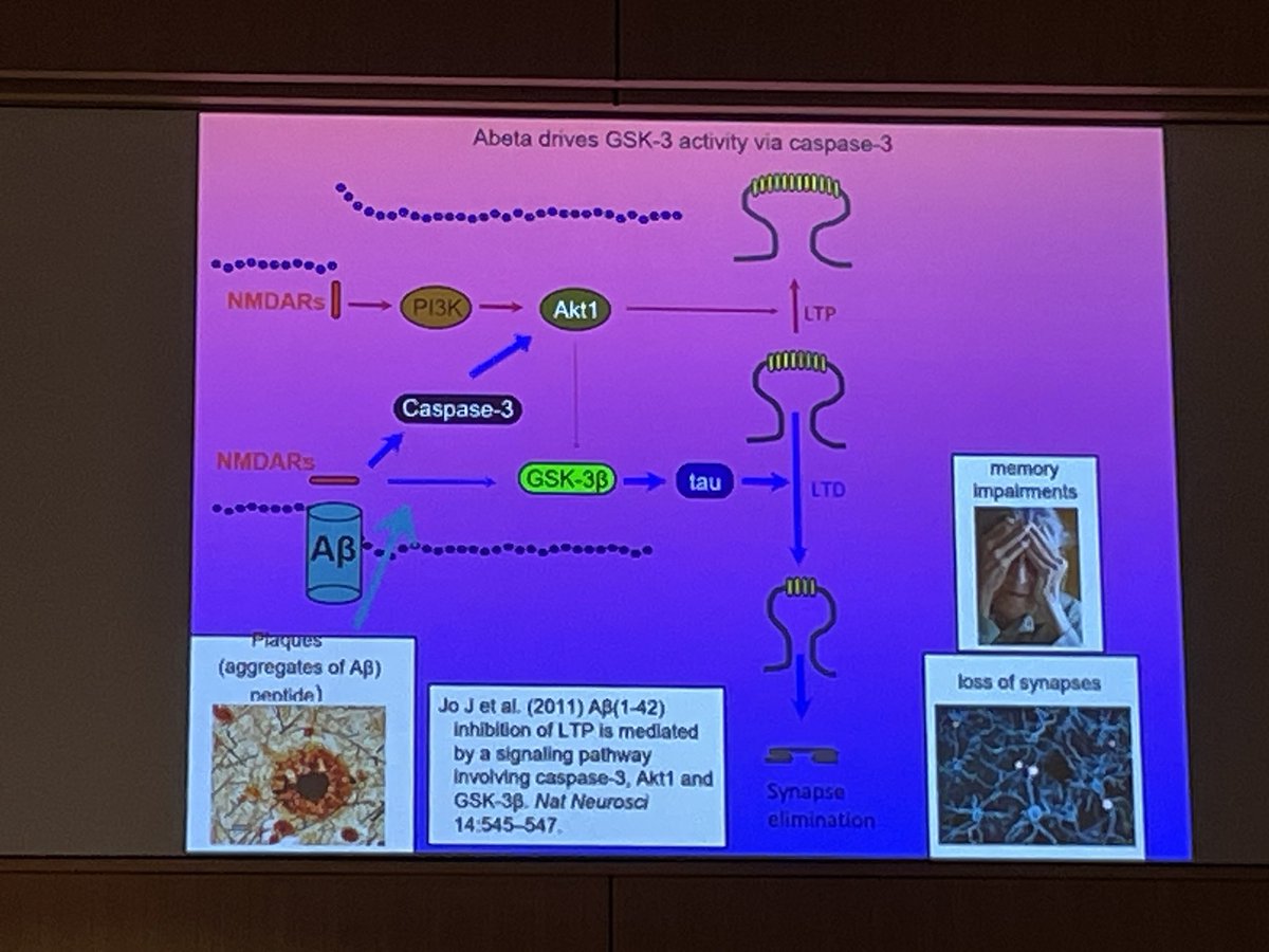 Ariel K. Frame (@arielframe) on Twitter photo Graham Collingridge <a href="/UofT/">University of Toronto</a> @#SONA 2024 drops nuggets of wisdom “It’s really important that you’re generating LTP in your synapses” “Because, if you don’t activate LTP, NMDA pathway will not inhibit LTD and you’ll lose your synapses” “#Alzheimers is really a balance of LTP and LTD” Graham Collingridge <a href="/UofT/">University of Toronto</a> @#SONA 2024 drops nuggets of wisdom “It’s really important that you’re generating LTP in your synapses” “Because, if you don’t activate LTP, NMDA pathway will not inhibit LTD and you’ll lose your synapses” “#Alzheimers is really a balance of LTP and LTD”