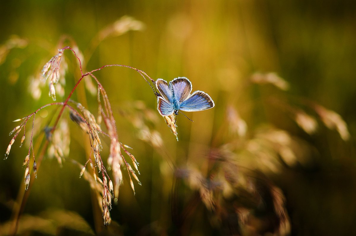 Research has shown that people with a strong connection with nature are typically happier, with nature generating happy emotions, including calmness, joy & creativity. #MentalHealthAwarenessWeek #PollinatingLondon