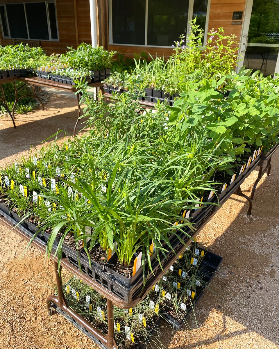 A bounty of southeastern native plants ready for Saturday's Spring Native Plant Sale! The timed entry windows in the morning are full, but anyone is welcome to come shop from 1:30-3 p.m. We'll be here with four other vendors, rain or shine! Learn more: ncbg.unc.edu/event/spring-n…