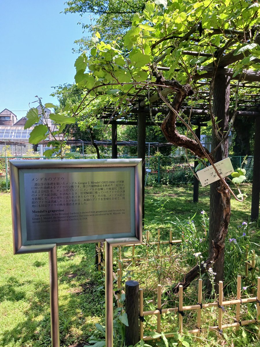 小石川植物園に行ってきました😀