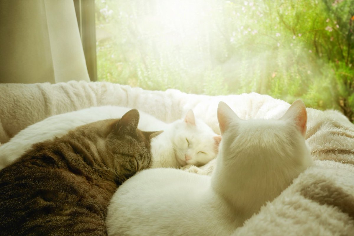 猫団子でお昼寝 #エステー保護ネコ応援プロジェクト #みどりの日なので緑色の画像を貼る #みどりの日なので緑色の画像貼る