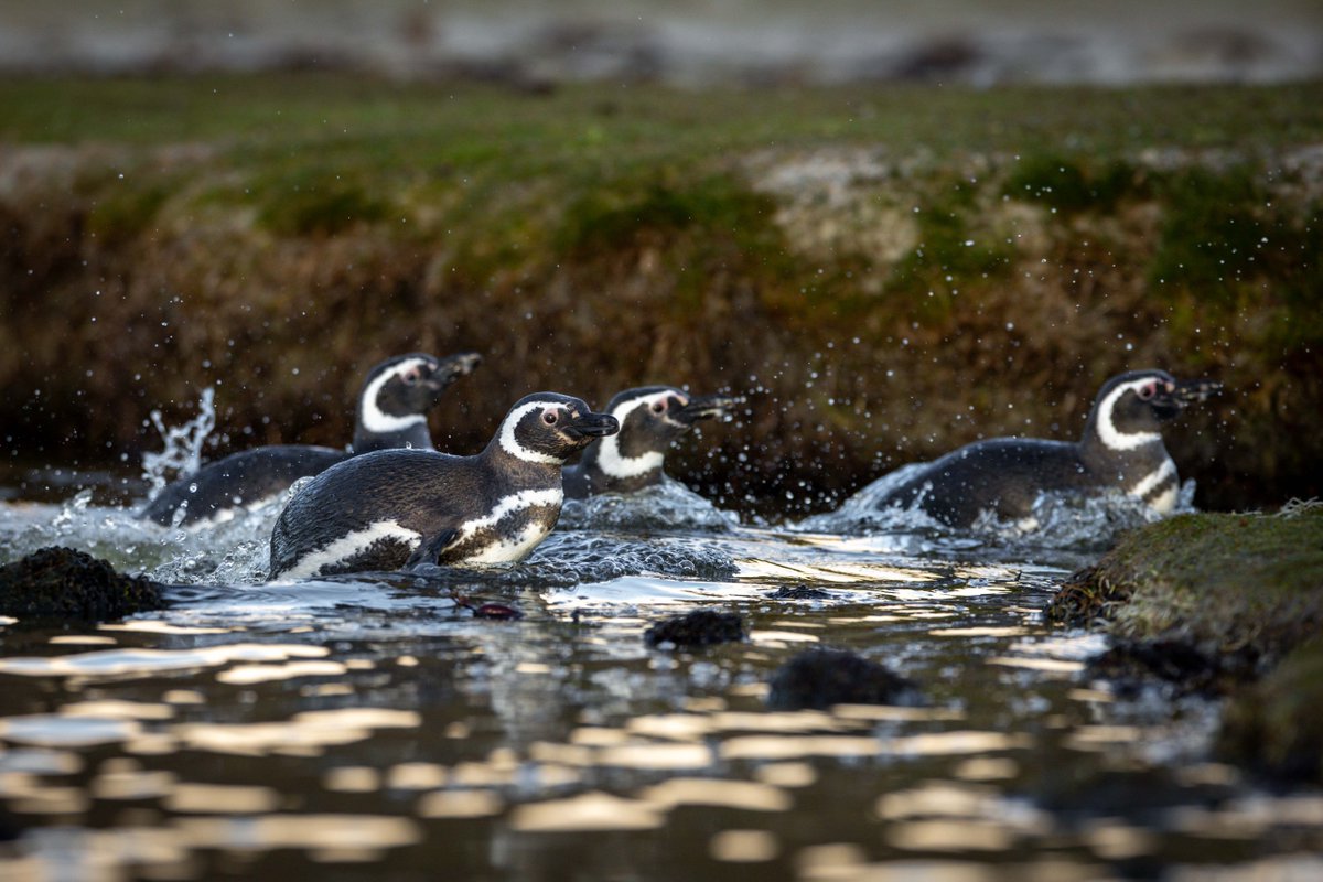 Landing Operation 上陸作戦 マゼランペンギンたちが池から陸へ上陸しようとしていた。 ペンギンはあまり格好よく上陸できないが、特にマゼランペンギンは四つん這いになってバタバタと上陸する。 (フォークランド諸島にて撮影) #penguin #Magellanicpenguin #ペンギン #マゼランペンギン