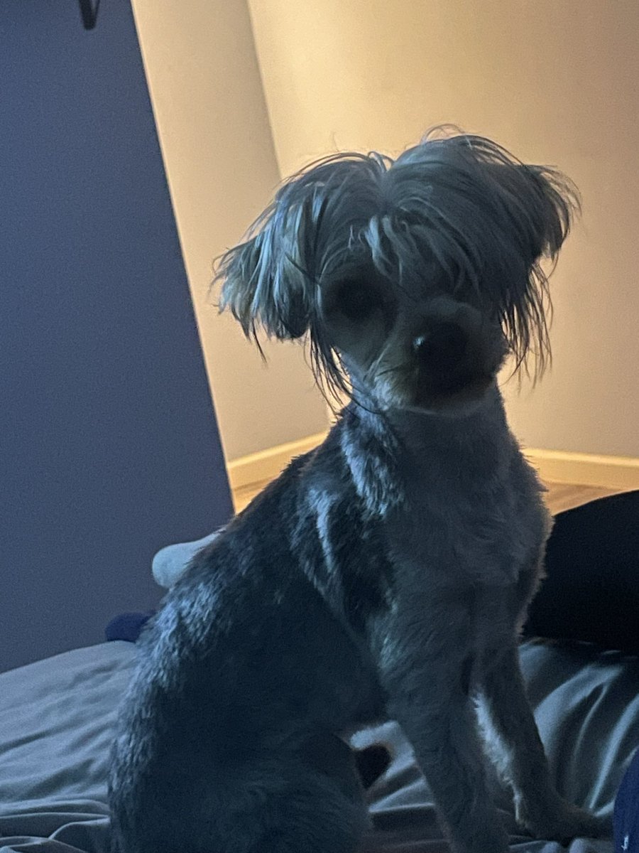 The groomer my brother normally uses quit. I think this newest one will not get the job. 😂 Poor Bentley looking like he’s on the way to card game with a pack of Kool Filter Kings in his bag.