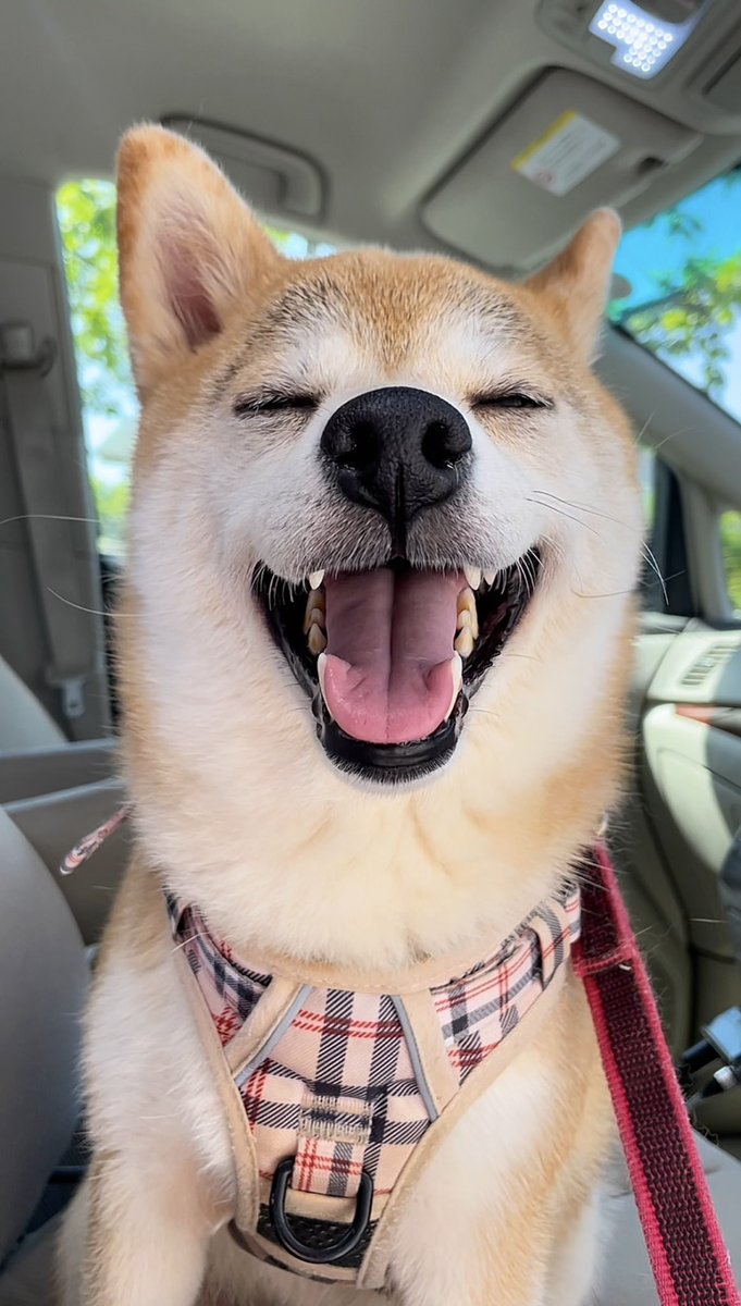 動物病院に到着したと思っていたら大好きな公園だったときの犬