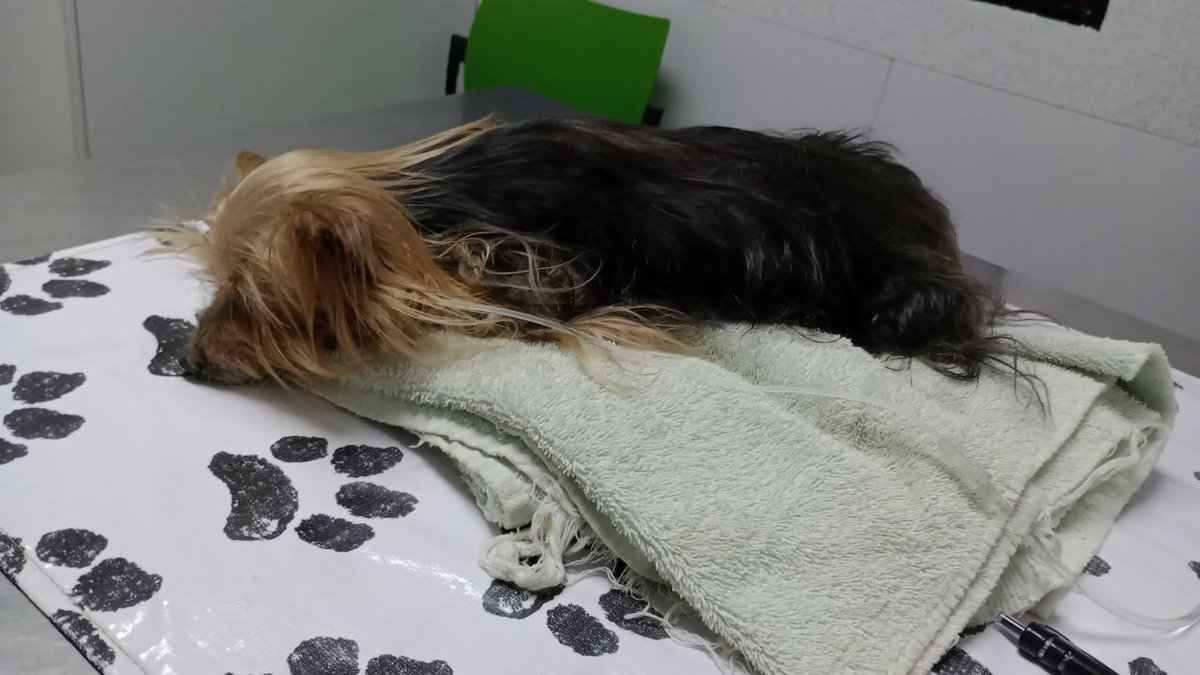 I really need help, I'm desperate right now

My mascot hasn't been feeling well these past days, I went to a vet today and they told me she needs a uterus surgery ASAP, but I need around $850

Would really appreciate the help ;;
paypal.me/Naydire