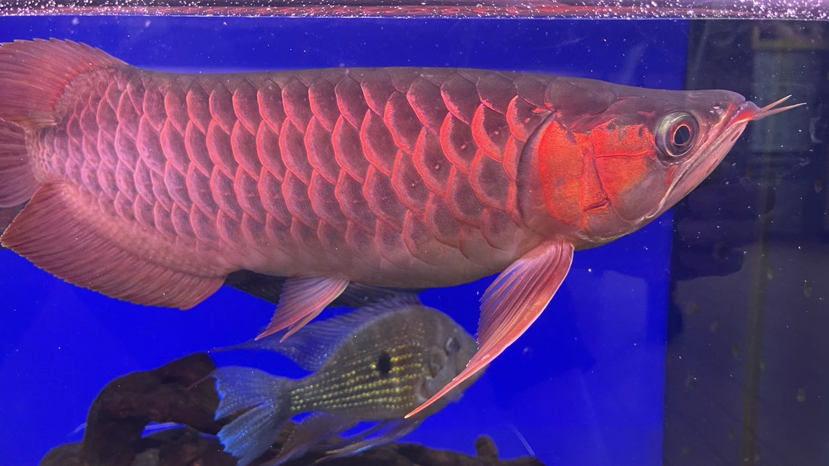 hiro76_aquarium's tweet photo. 最近ポリプばかりなので
たまにはアロワナも🤣
🧧🐉SAMRED F5ショート🐉🧧
順調に成長中✨
もう少し体高出て欲しいなぁ🤔
#SAMRED https://t.co/Fbo5ojX5FA