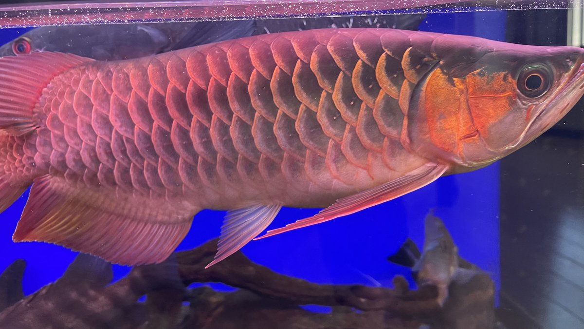 hiro76_aquarium's tweet photo. 最近ポリプばかりなので
たまにはアロワナも🤣
🧧🐉SAMRED F5ショート🐉🧧
順調に成長中✨
もう少し体高出て欲しいなぁ🤔
#SAMRED https://t.co/Fbo5ojX5FA