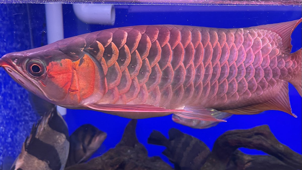hiro76_aquarium's tweet photo. 最近ポリプばかりなので
たまにはアロワナも🤣
🧧🐉SAMRED F5ショート🐉🧧
順調に成長中✨
もう少し体高出て欲しいなぁ🤔
#SAMRED https://t.co/Fbo5ojX5FA
