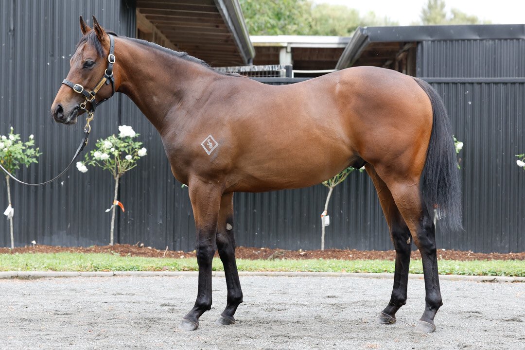 Discretion Rules (Alabama Express) takes out the Listed Champagne Stakes (1200m) for 2YOs. 🧑‍⚖️ Purchased by @TeAkauRacing for $165,000 from the Book 1 draft of @highlineTbreds at Karaka 2023 ✨ #WhereWinningBegins