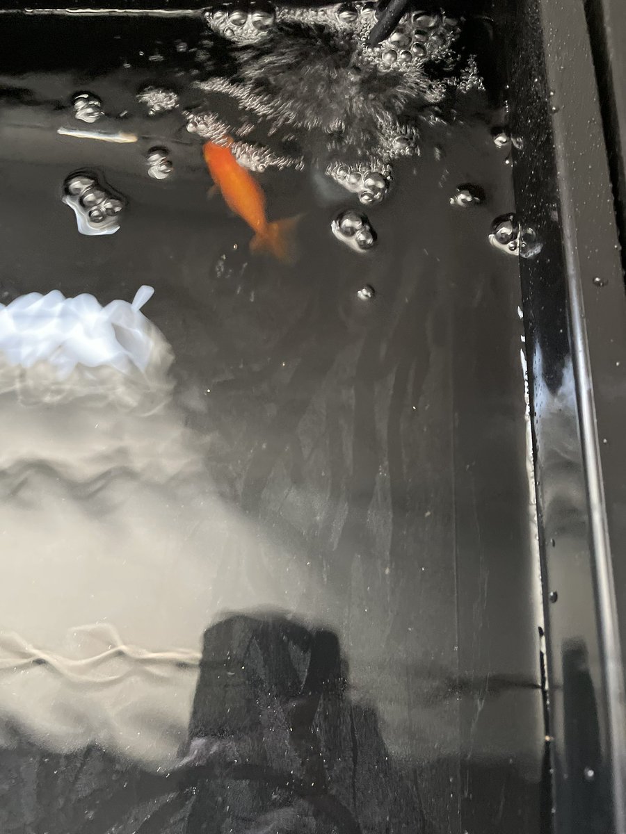 rintama0523's tweet photo. 昨日、長洲金魚祭りでゲットした。小さなランチュウ。塩浴中。
#金魚
#長洲金魚祭 https://t.co/vzALnamAHv