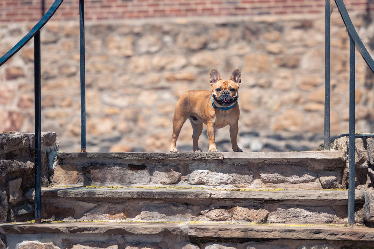 Gus  - 2024 
“When you go searching, you never know what you will find.”
— Roger Ballen
#exploremore #ExploreTheWorld #exploretocreate #exploreeverything #frenchbulldog #frenchbulldogs #frenchbulldoglife #frenchbulldoglovers #frenchbulldogsofinstagram #dogphotography