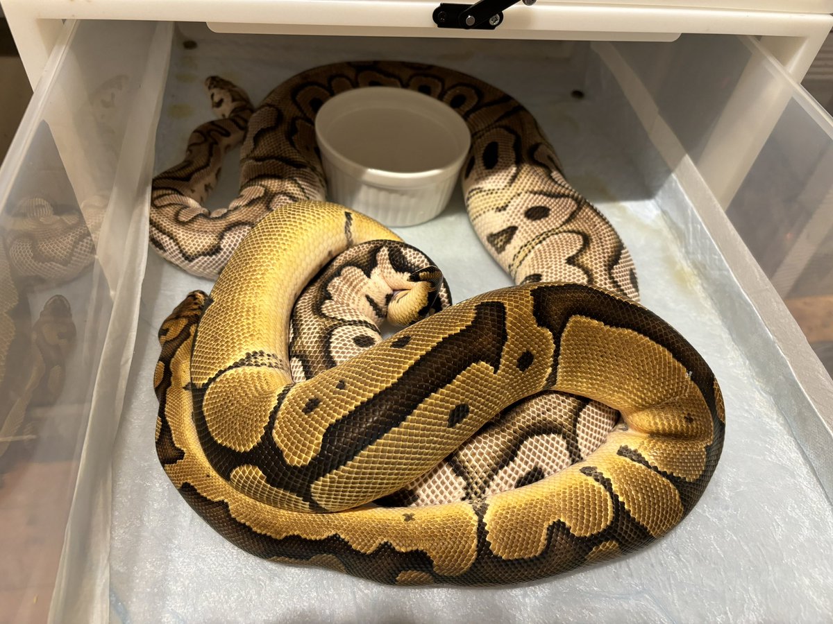 beckeryama's tweet image. ♀の子が燻んでいるので2回目脱皮前だと思うけど、脱いだら排卵来ますように🙏

#ボールパイソン
#ballpythons