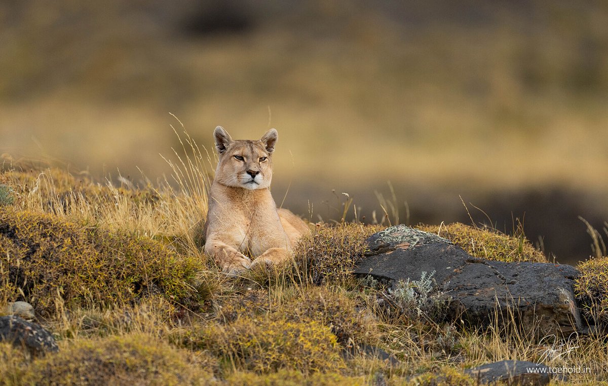 A gorgeous feline in a gorgeous terrain! Puma in #Patagonia #ToeholdPhotoTravel